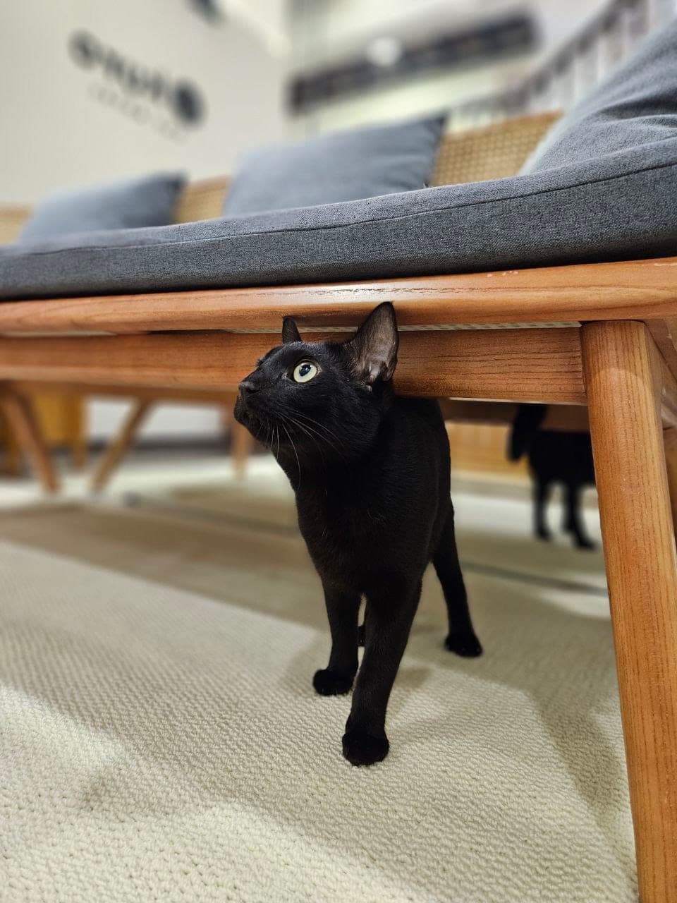 A relaxed cat resting at Kuro Cat Hotel during a Fear Free interaction