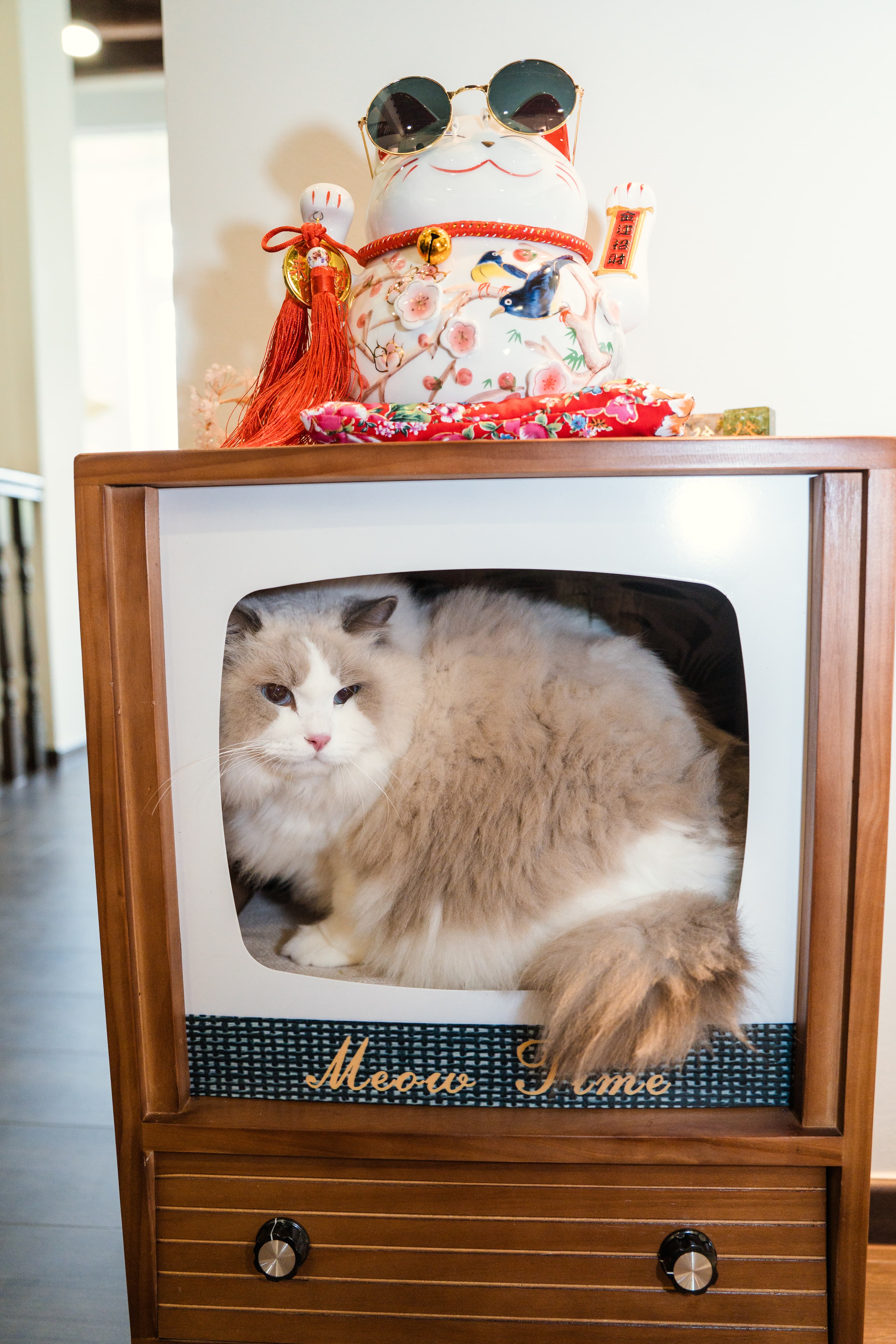 Fluffy ragdoll inside a vintage Meow Time TV frame, with a maneki-neko on top
