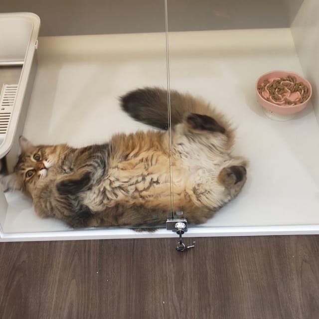 Long-haired tabby rolled on its back on the floor of a glass-fronted suite, food bowl beside it