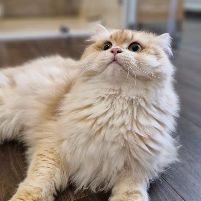 Golden long-haired cat lying on the floor at Kuro Cat Hotel, looking up at the camera