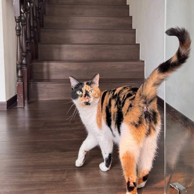 Calico cat standing at the foot of the shophouse's dark timber staircase, looking back at the camera
