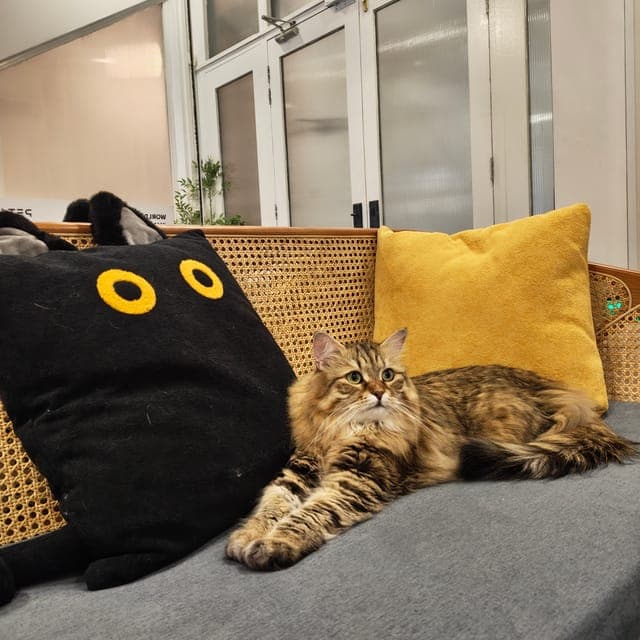 Long-haired tabby stretched out on the cane bench in the lounge, between a black cat cushion and a mustard one