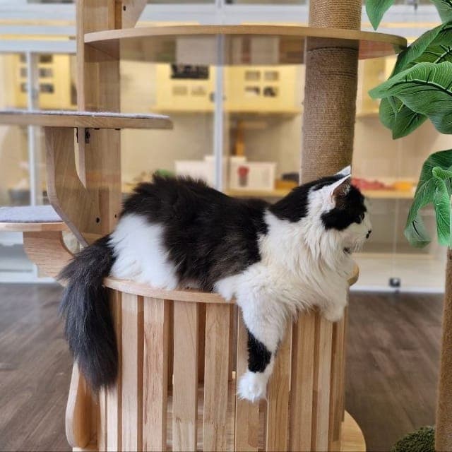 Black and white long-haired cat lying along the top perch of the wooden play tower at Kuro Cat Hotel